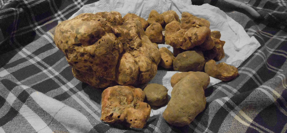ricerca del tartufo