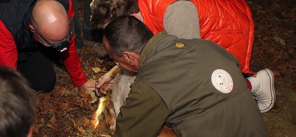 ricerca del tartufo